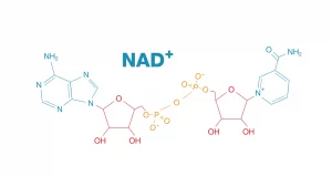 NAD+ Molekül