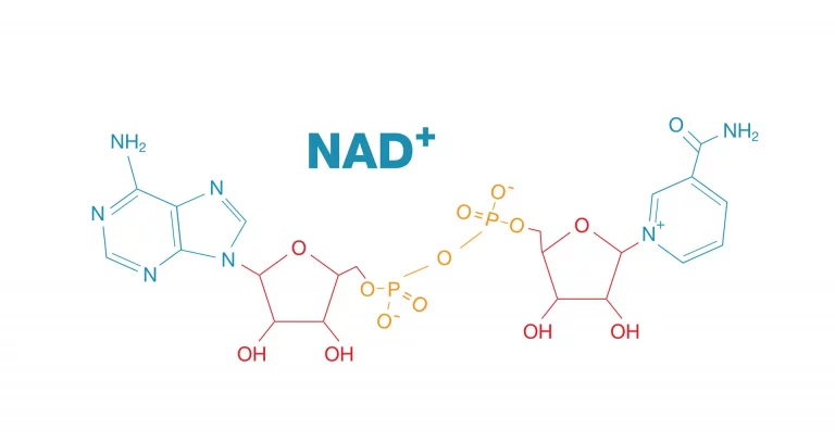 NAD+ Molekül